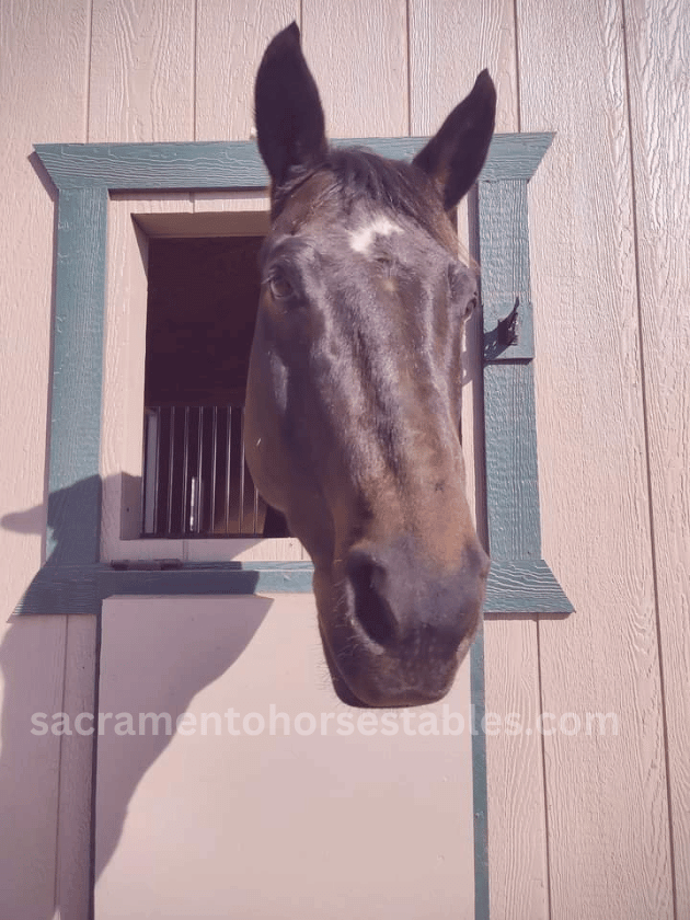sacramento horse stables Sacramento horse stables. Peekaboo